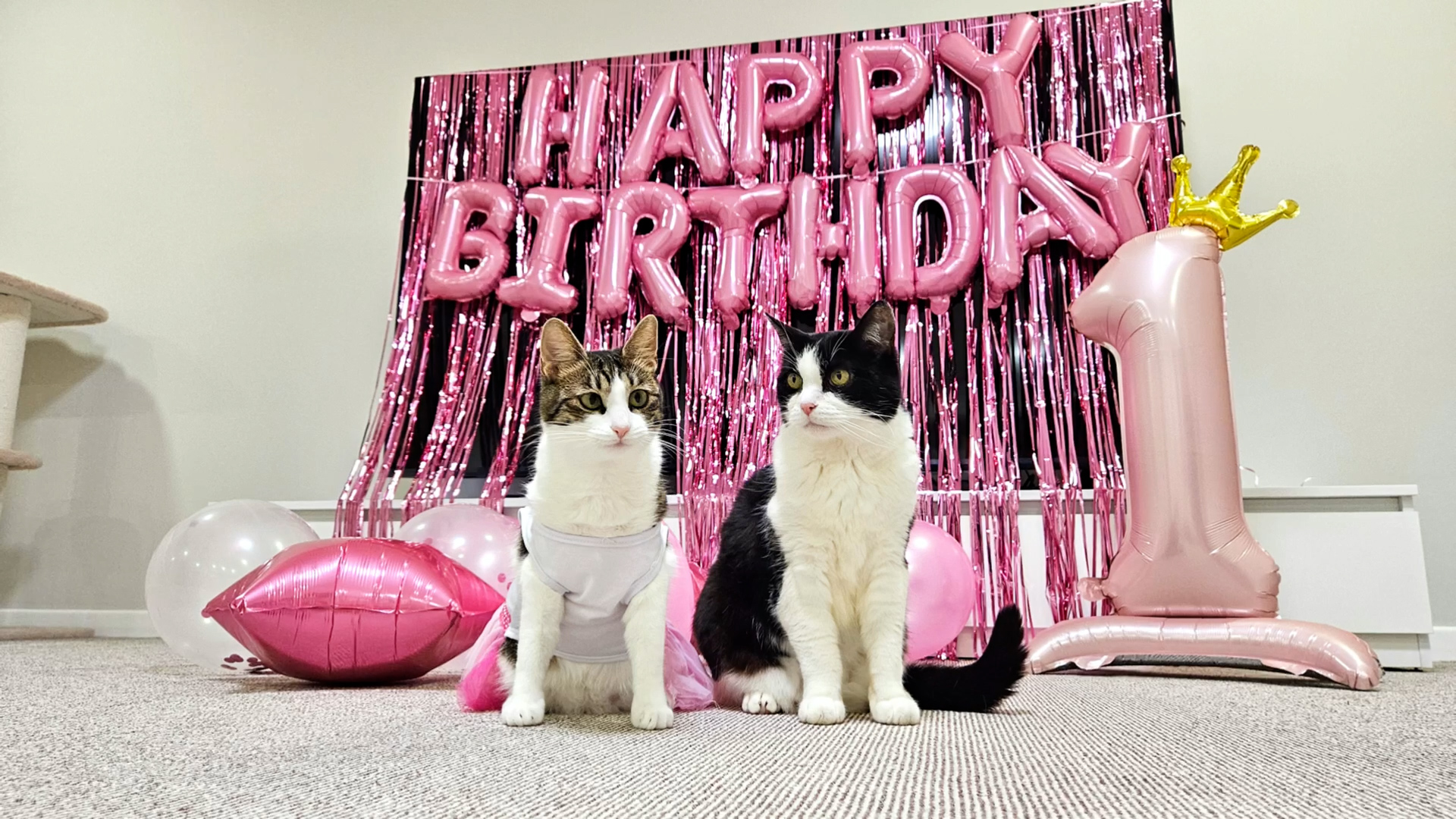 Two cats attend the cutest birthday party