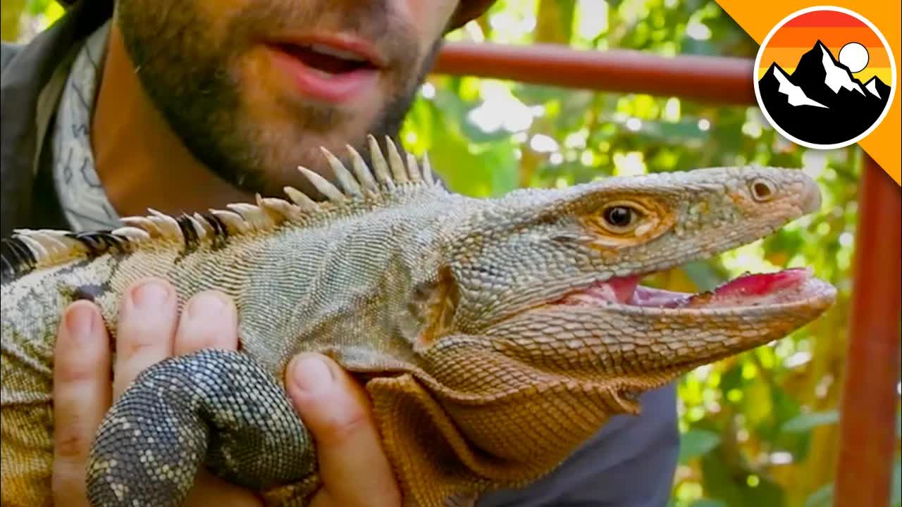 Enormous prehistoric lizard!