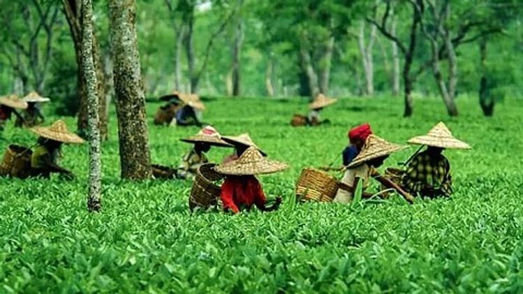 Assam tea drives India's export surge as tea shipments rise 93% to Rs ...