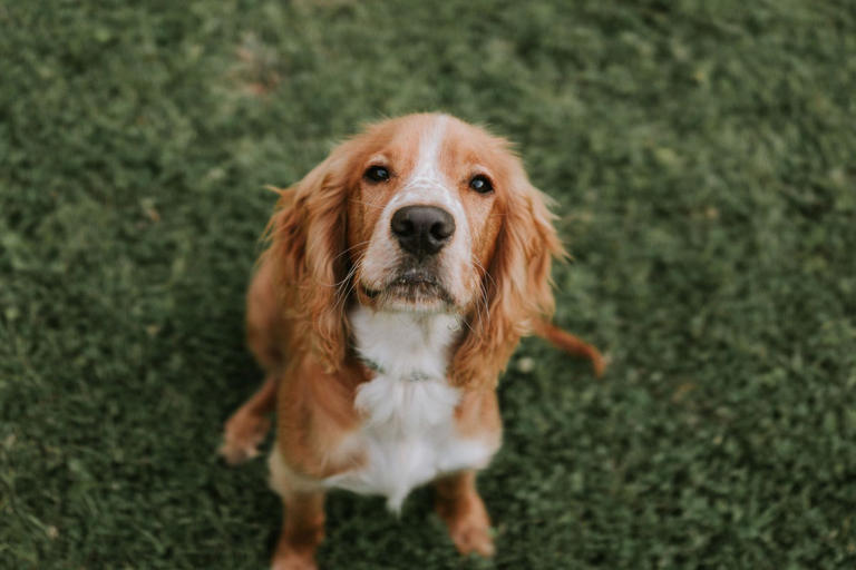 8 beginner-friendly dog breeds perfect for first-time owners