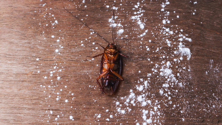 Why cockroaches suddenly appear in clean homes (and how to stop them)