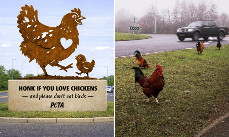 Outrage as animal rights group plans giant chicken statue on roundabout ...