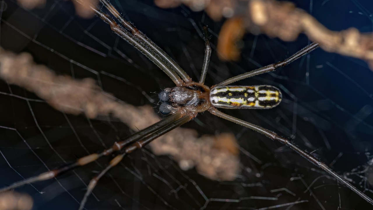 The largest spider colony ever recorded is living in a toxic sulfur ...