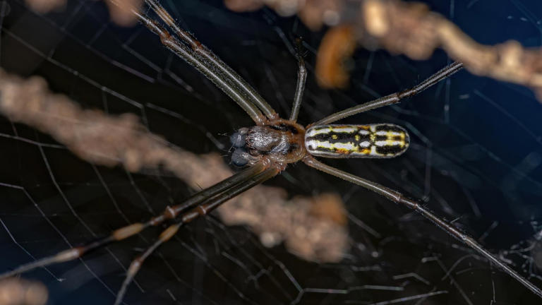 The largest spider colony ever recorded is living in a toxic sulfur ...