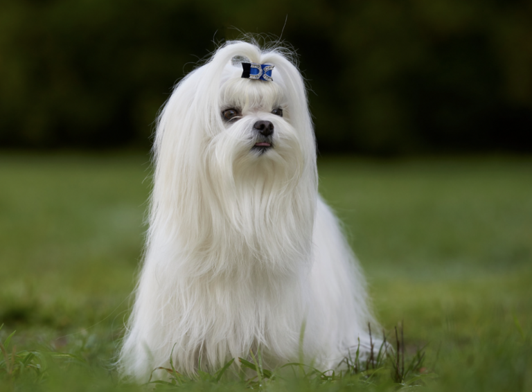 Barking dogs - Maltese