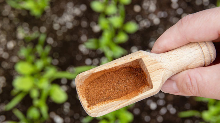 12 lesser-known gardening hacks for growing healthy tomatoes