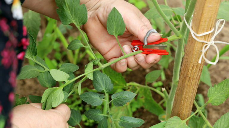 12 lesser-known gardening hacks for growing healthy tomatoes