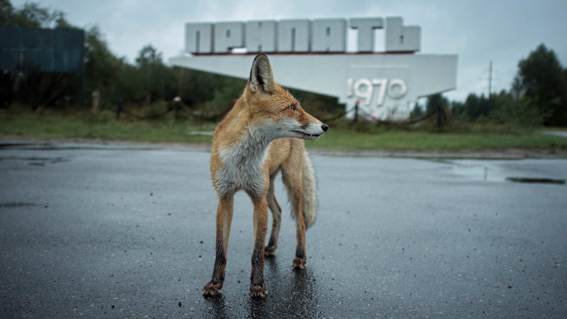 Wolves, bears, and lynx are thriving in Chernobyl because humans stayed ...
