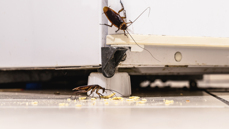How to get rid of the cockroach party inside your home — easy fixes
