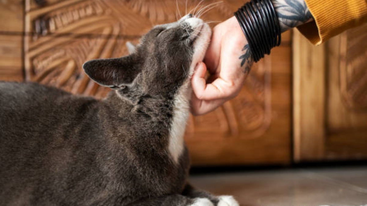 How to apologize to your cat in a way they'll actually understand ...