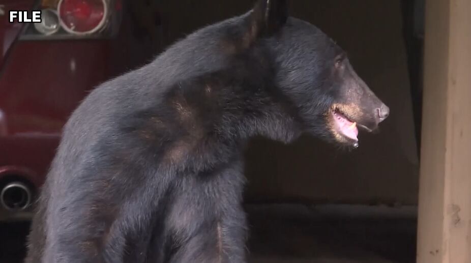 Bear run-ins increase in East Tennessee as mating season begins