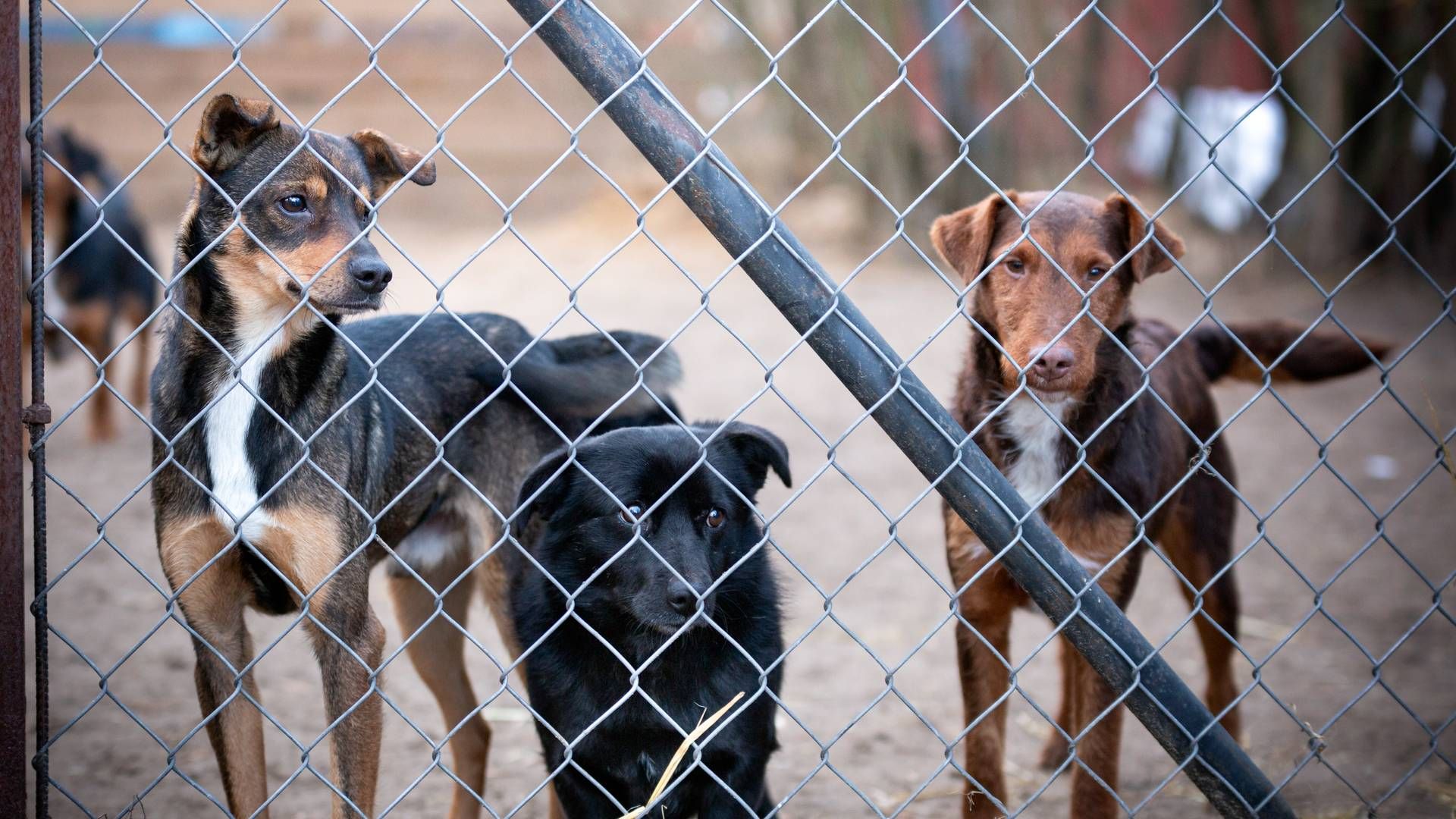 Reasons to volunteer with an animal rescue