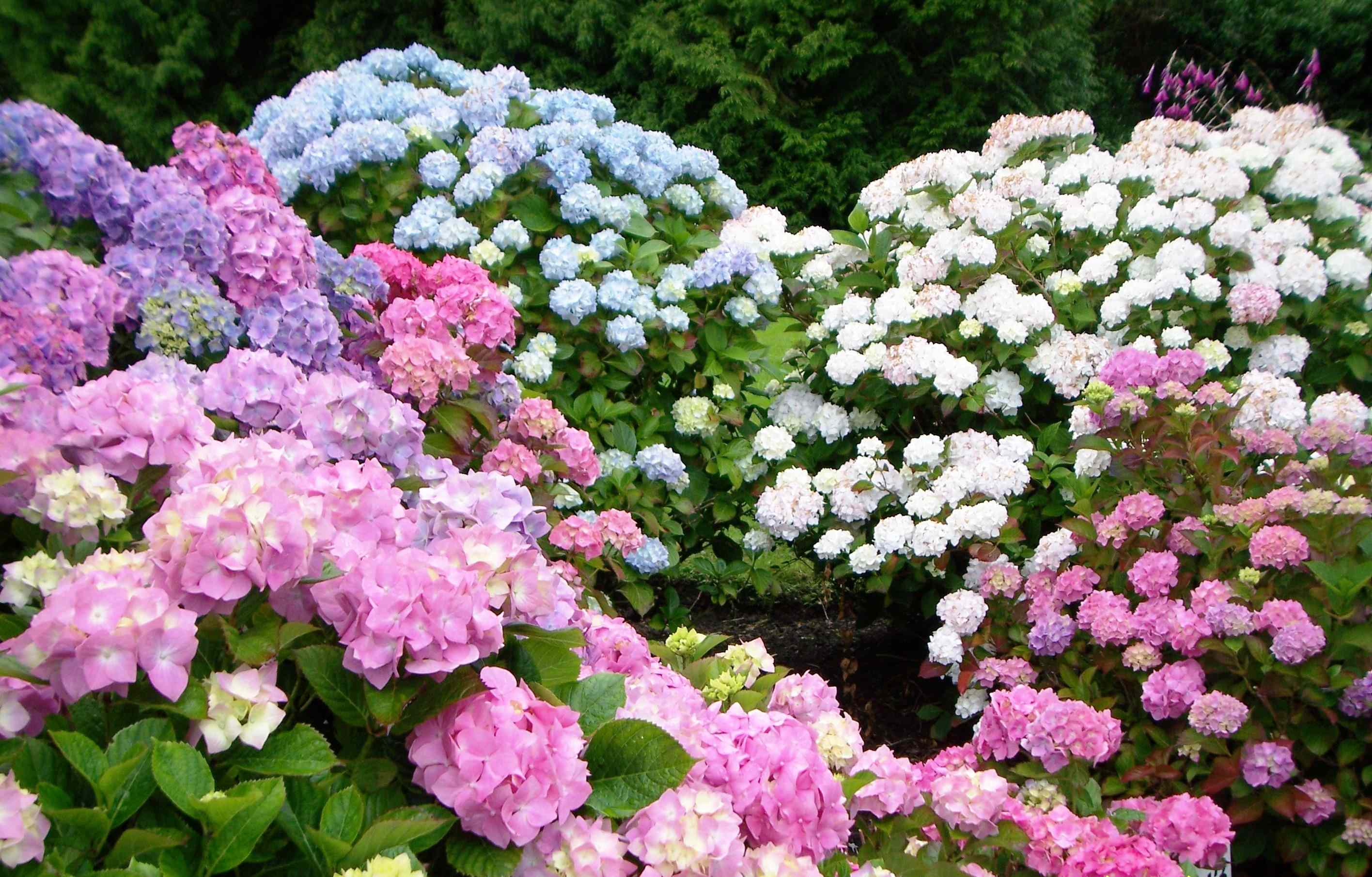 This is how far apart to plant hydrangeas for bigger blooms and happy ...
