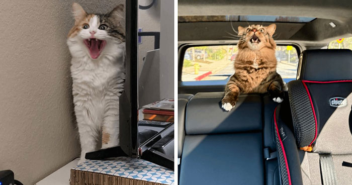 75 cat parents share hilarious pics of their cats yelling