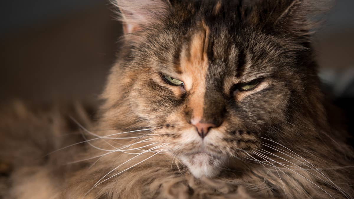Maine coon cat catches her kitten sneaking out and pulls a classic mom move