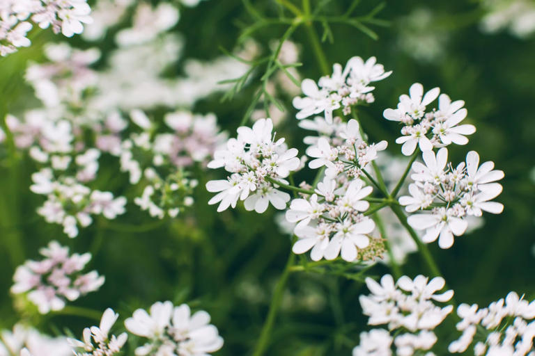 These expert-approved cilantro tips could save your herb garden this summer