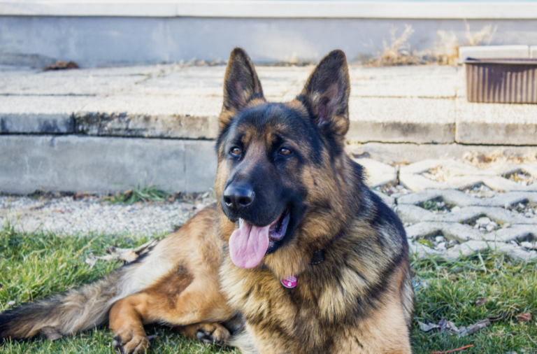 Barking dogs - German Shepherd
