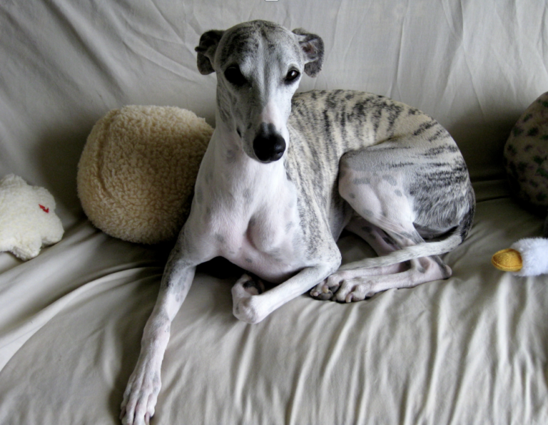 whippet