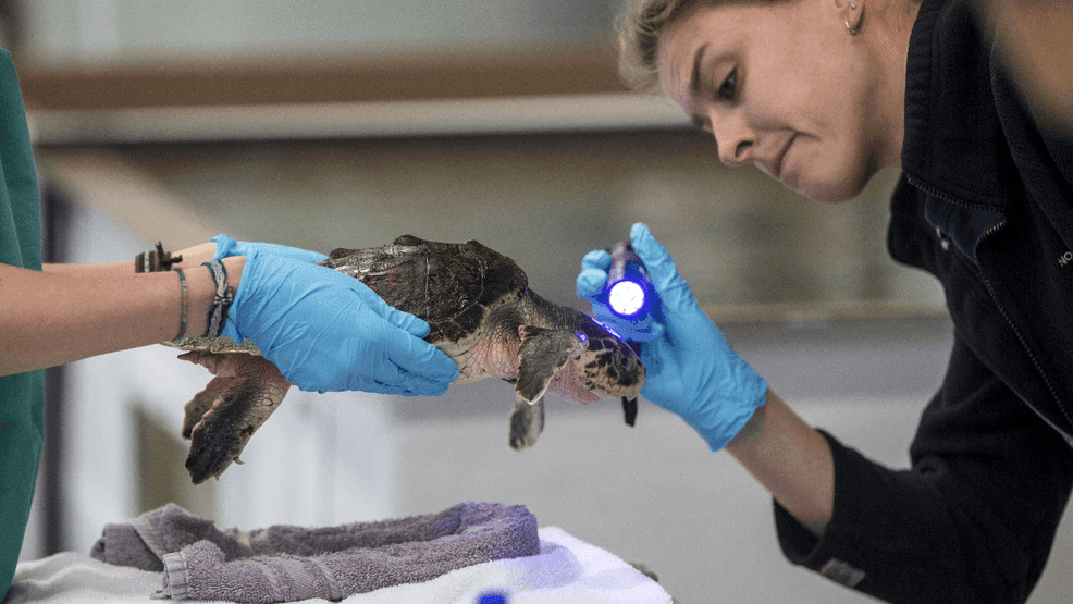 Rare sea turtle arrives at National Mississippi River Museum & Aquarium