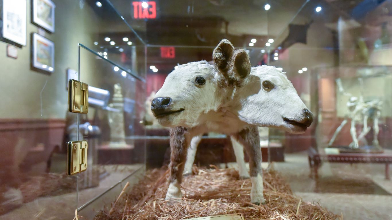 Twin Cities weekend guide: Mini State Fair, oddities expo, comics show