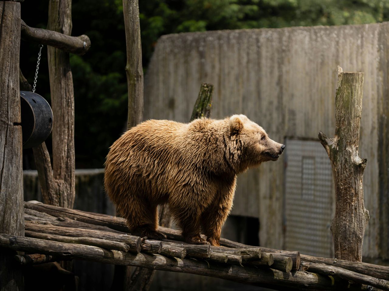13 predators expanding their territory and getting closer to populated ...