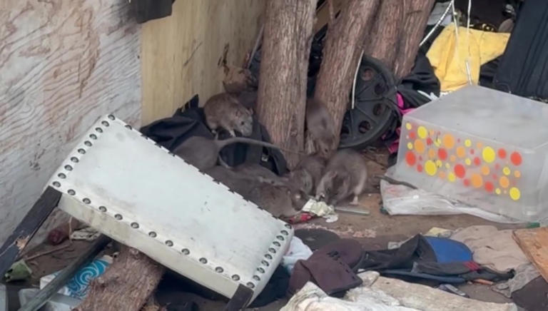 Stomach-turning video shows LA homeless encampment overrun by rats near ...