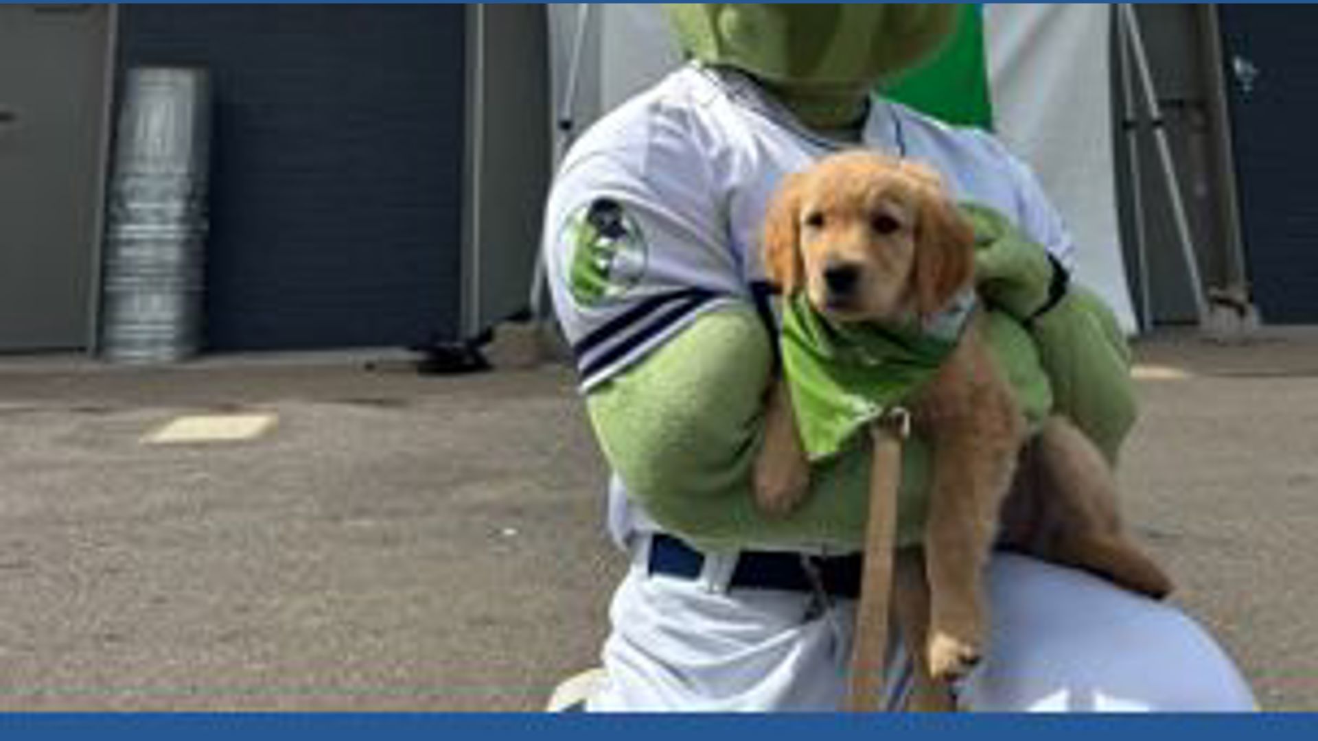 Meet Wilma, the Portland Pickles' new bat dog