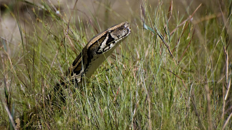 Ready to hunt some enormous snakes? The Florida Python Challenge returns.