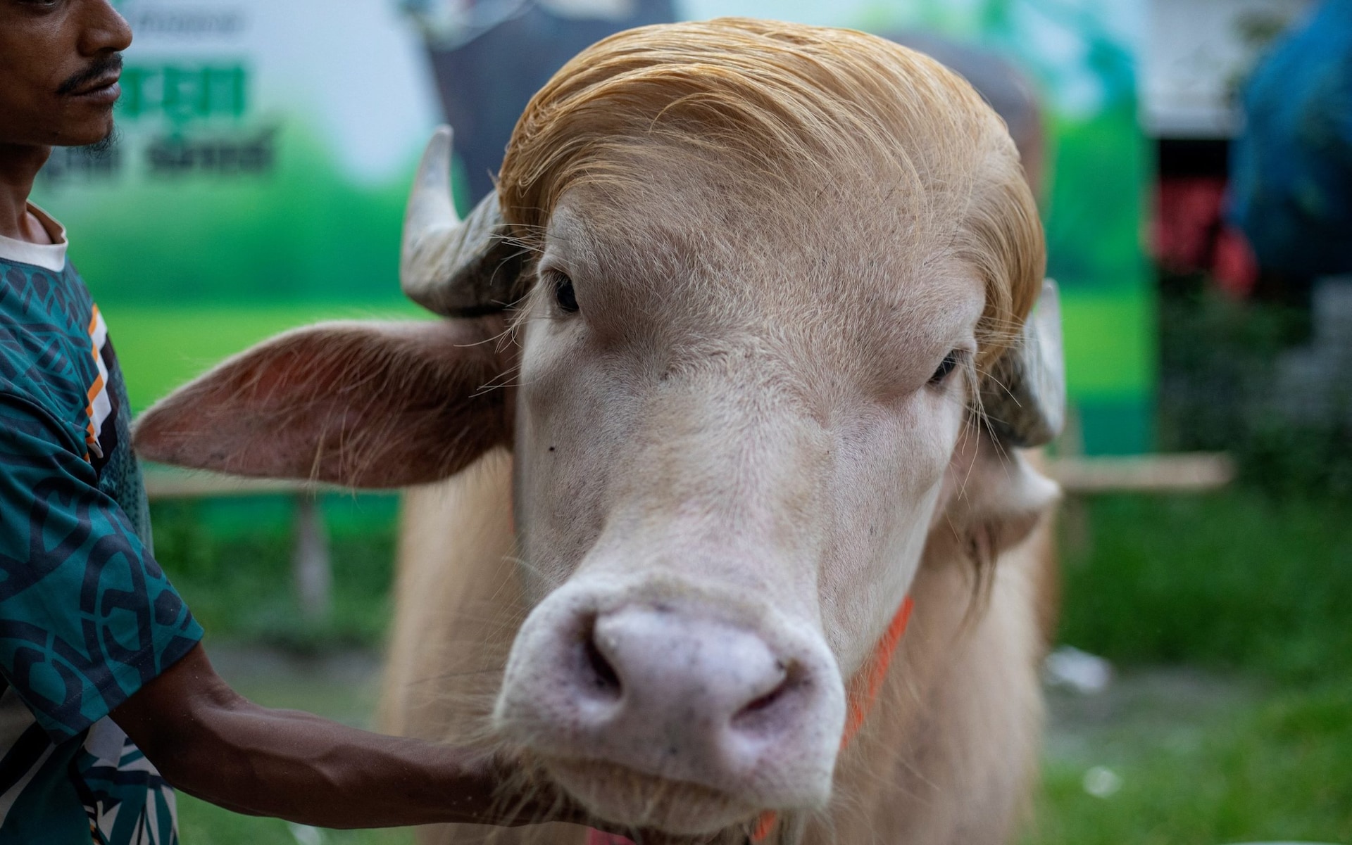 Bangladesh to sacrifice 'Donald Trump' the albino bull