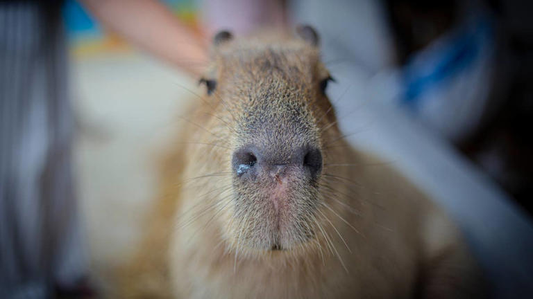 Sassy capybara moves into collie sibling's house like she pays the rent