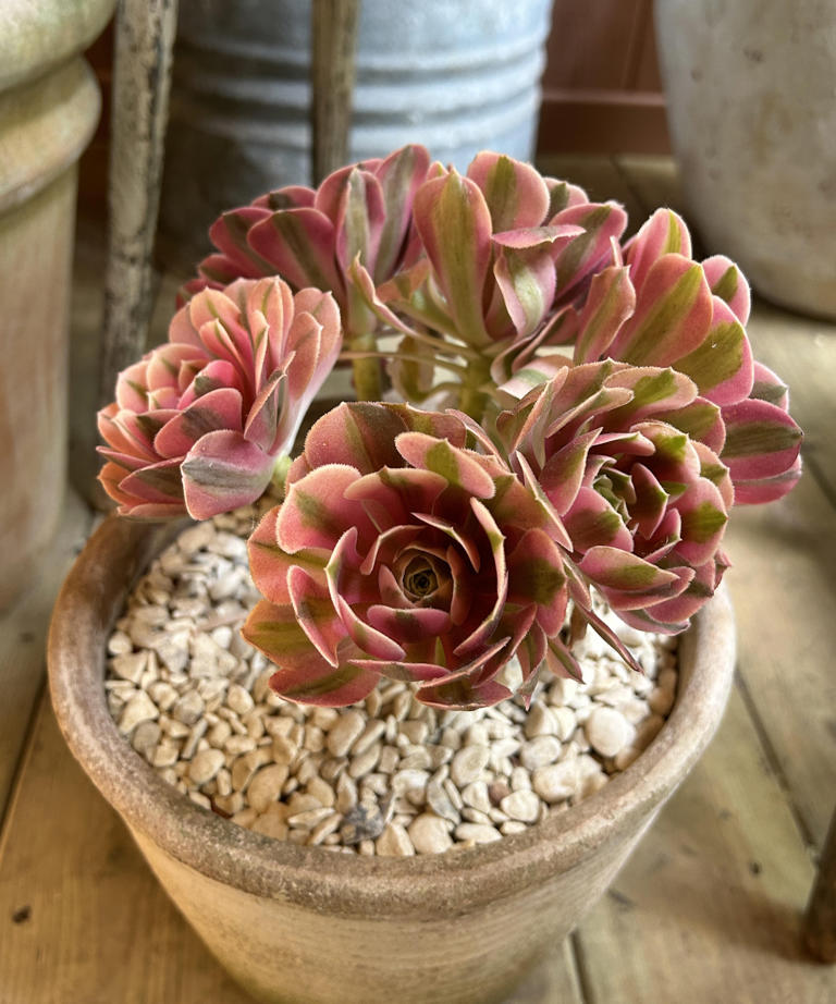 This sought-after RHS Chelsea houseplant thrives on neglect: It's ...