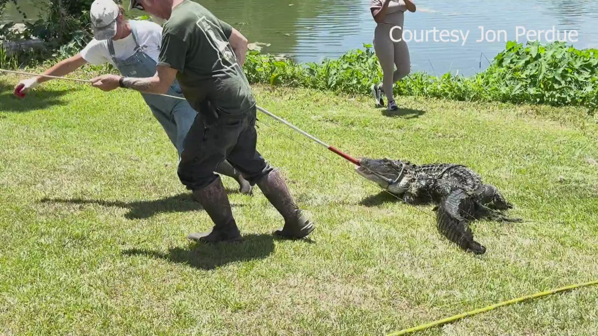 Residents watch as local trapper catches alligator at Lake Mayer