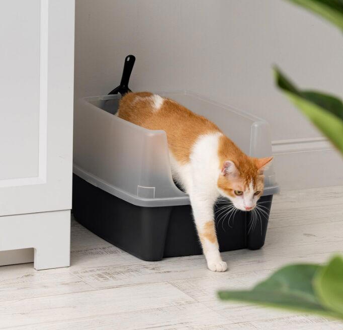 5-easy-tips-to-make-litter-training-your-cat-a-breeze