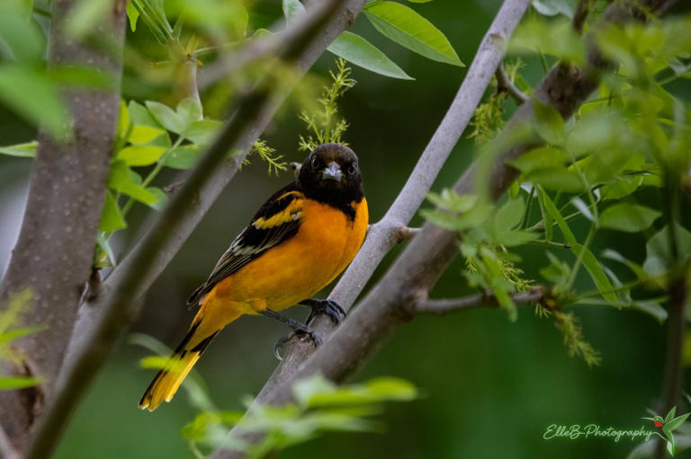 Birding basics class helps central Iowans spot and identify birds