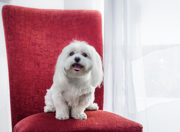 Barking dogs - Maltese