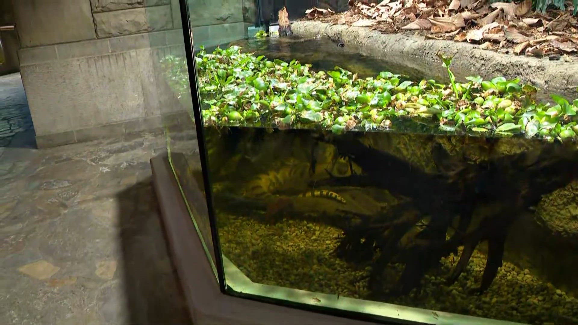 Toledo Zoo's renovated Reptile House: A peek at new features while ...