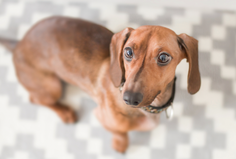 Barking dogs -a Doxie