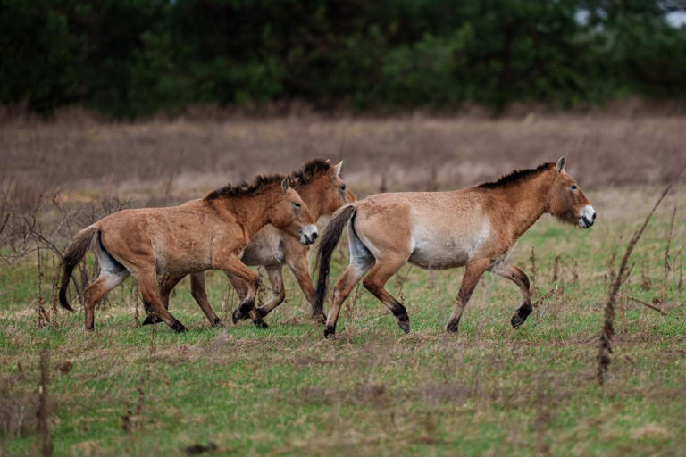 Chernobyl has become a wildlife haven 40 years after explosion: Study