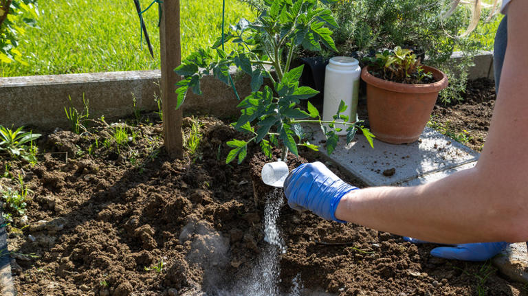 12 lesser-known gardening hacks for growing healthy tomatoes