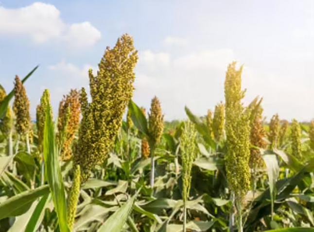 Tummala urges Centre to aid in procuring maize, sorghum
