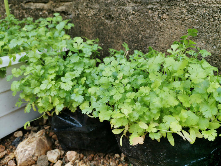 These expert-approved cilantro tips could save your herb garden this summer