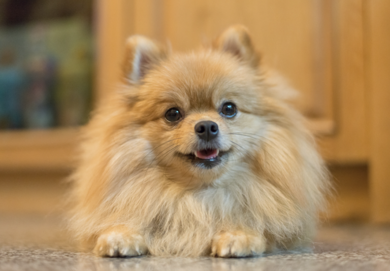 Barking dogs - Pomeranian