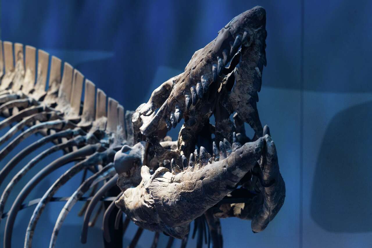 Tuzoia tylodesa 化石 トゥゾイア 澄江動物群 カンブリア紀 Texas fossils reveal massive new mosasaur species Tylosaurus rex