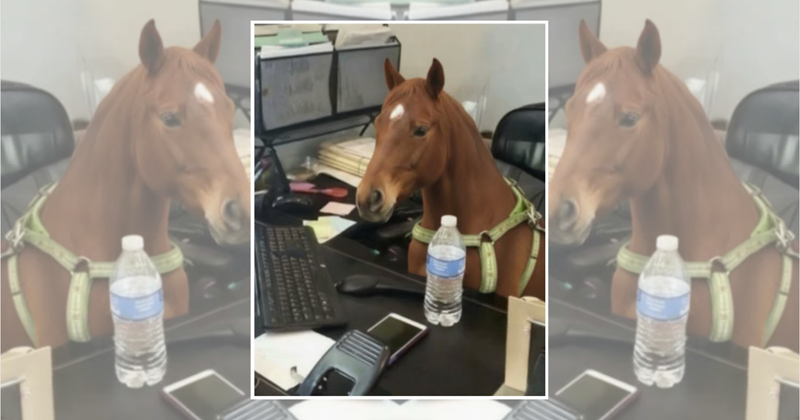 Let’s get this bread! These 22 hardworking animals are here to help you ...