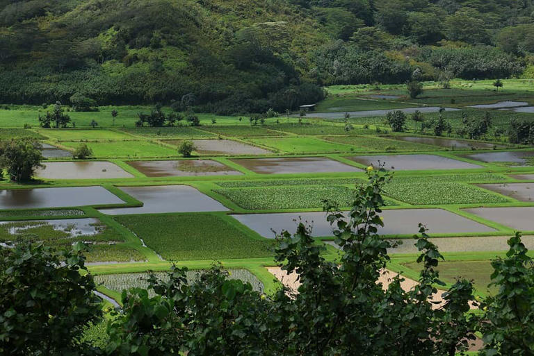 Rice has fed civilizations for 9,000 years. Climate change is pushing ...