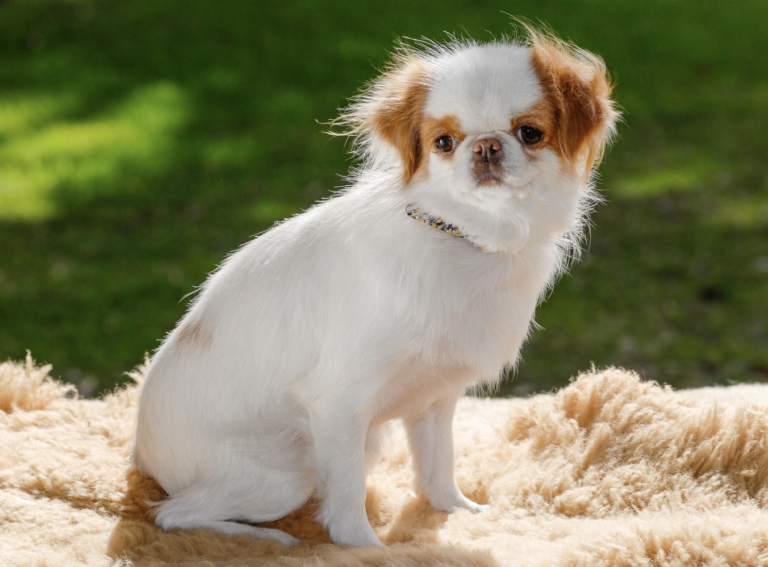 The Japanese Chin