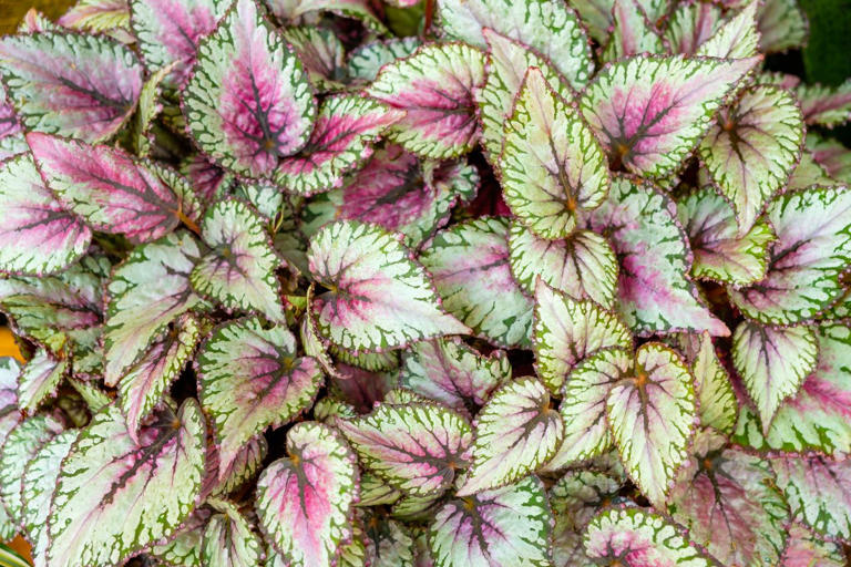 4 flowering annuals that thrive in even the shadiest spots