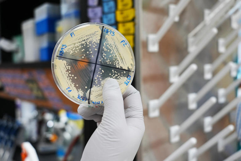 Faster gene screening method targets deadly fungus