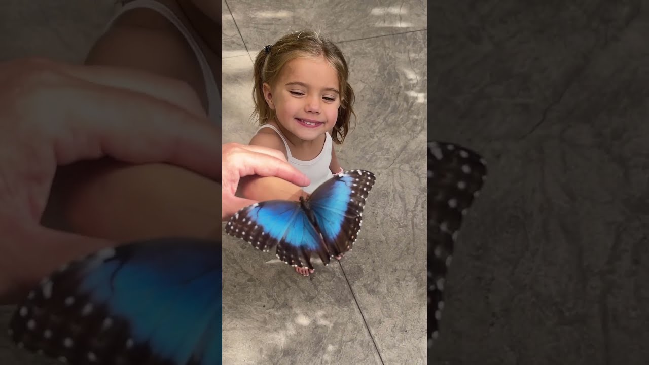 Why a butterfly’s transformation is one of nature’s greatest wonders