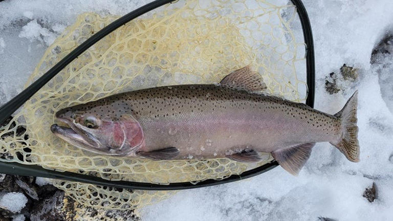 Thousands of rare rainbow trout stranded in California creek rescued